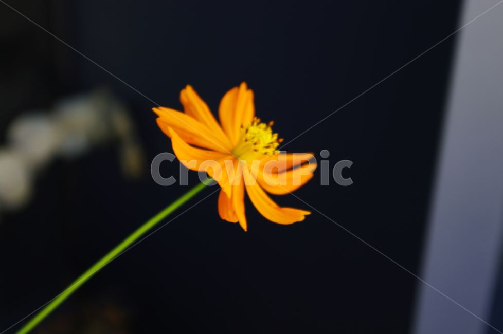 노랑코스모스,꽃,식물,flower,plant