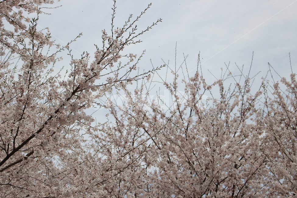 벚꽃,자연,감성,봄,dslr,하늘,벚꽃종류,봄,계절,spring,season,자연,풍경,nature,landscape,식물,plants,꽃,flower,plant,blossom,cherry blossom