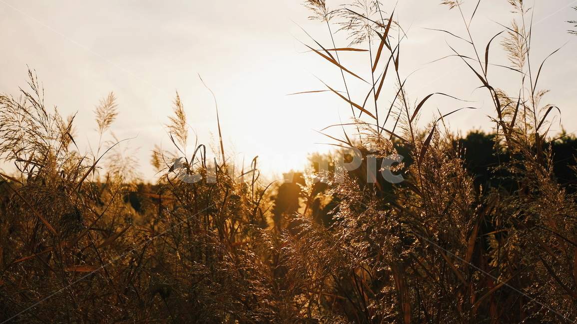 가을,갈대,노을,자연,풍경,가을,계절,fall,autumn,season,식물,자연,plants,nature,휴식,힐링,rest,relaxation,healing,plant,grass,잔디,lawn