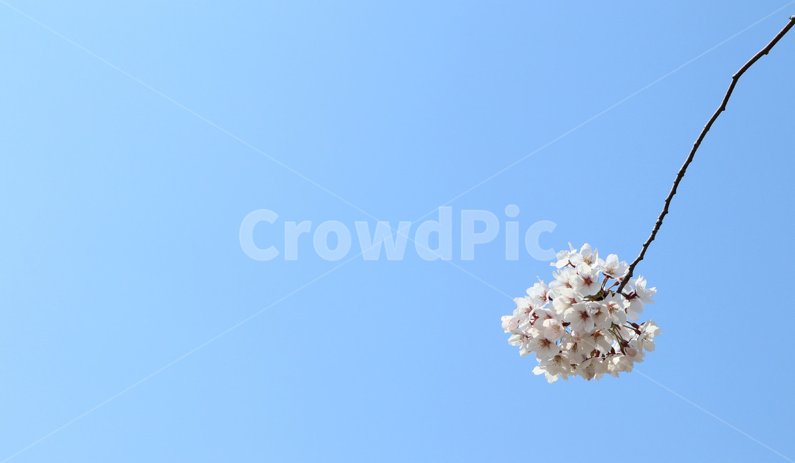 벚꽃,벗꽃,꽃,봄,개화,한송이,배경화면,절정,불광천,봄,계절,spring,season,식물,자연,plants,nature,꽃,flower,plant