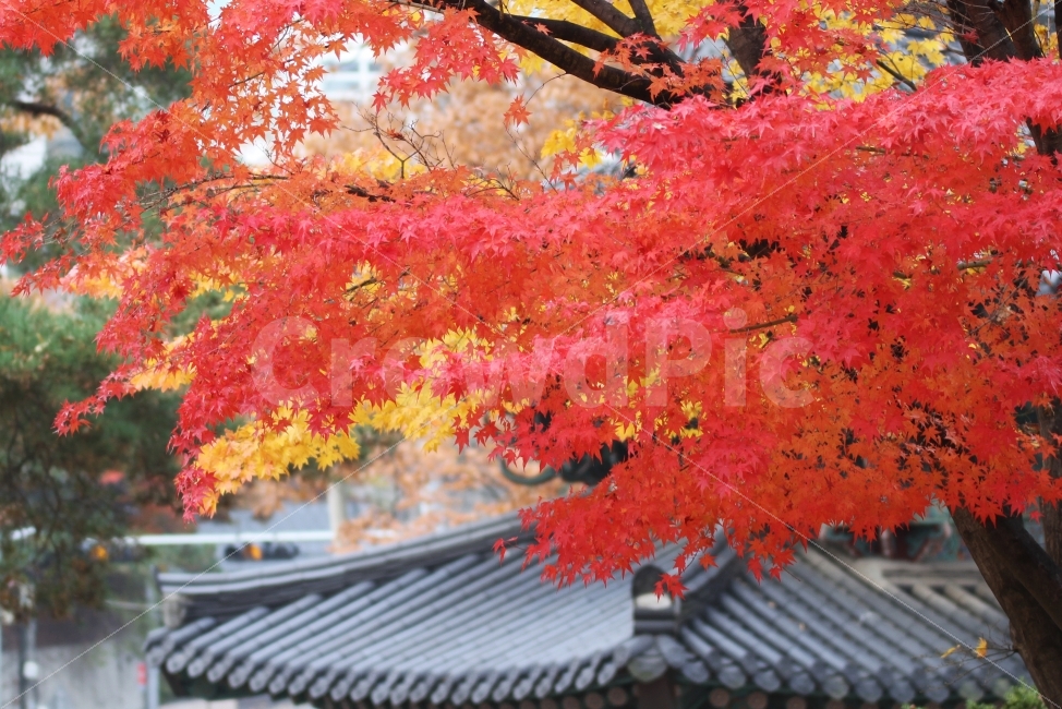단풍사진,단풍나무,감성사진,기와,단풍잎,가을,계절,fall,autumn,season,한국전통,한국문화,korean traditional,korean culture,식물,자연,plants,nature,나무,trees,wood,tree,maple,단풍,plant,leaf,잎