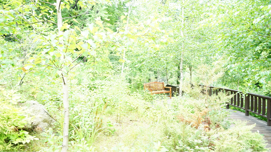 숲,아침고요,수목원,풍경,야외,자연,풍경,nature,landscape
