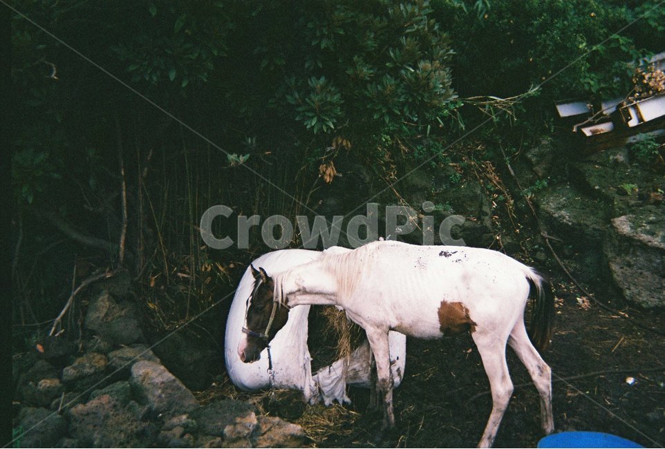 말,제주도길가,horse,필름카메라,filmcamera,흰말,얼룩말,제주도,jeju,동물,animal,포유류,mammal