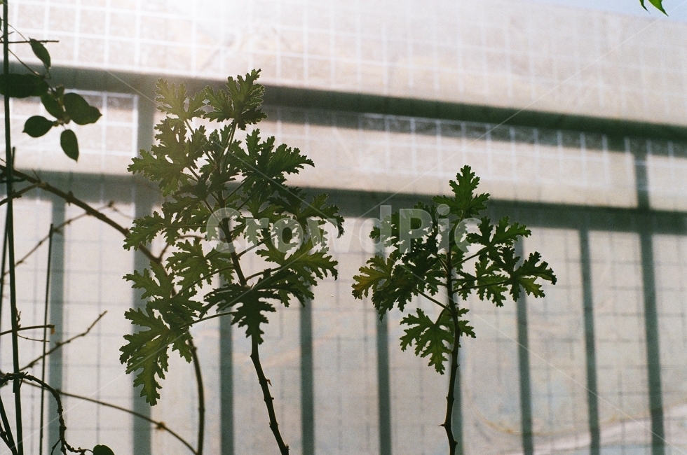 필름사진,풍경사진,감성사진,식물,화분,식물,자연,plants,nature,감성,sensible,feeling