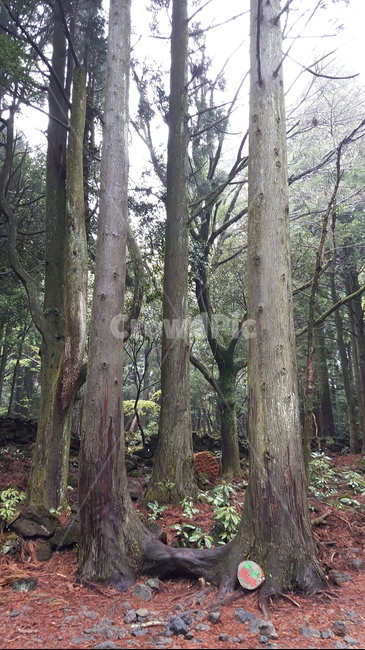 plant,나무줄기,식물,tree,나무,treetrunk,자연,풍경,nature,landscape,tree trunk,나무 줄기