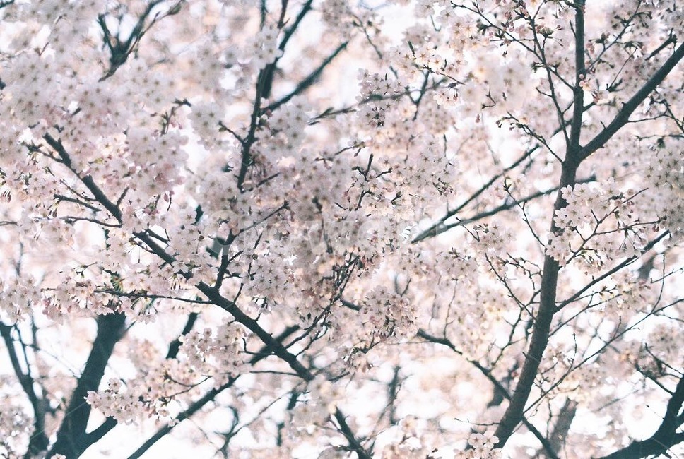벚꽃,봄,꽃,자연,감성사진,나무,아날로그,필름사진,film,봄,계절,spring,season,꽃,flower,감성,sensible,feeling,plant,식물,blossom,cherry blossom