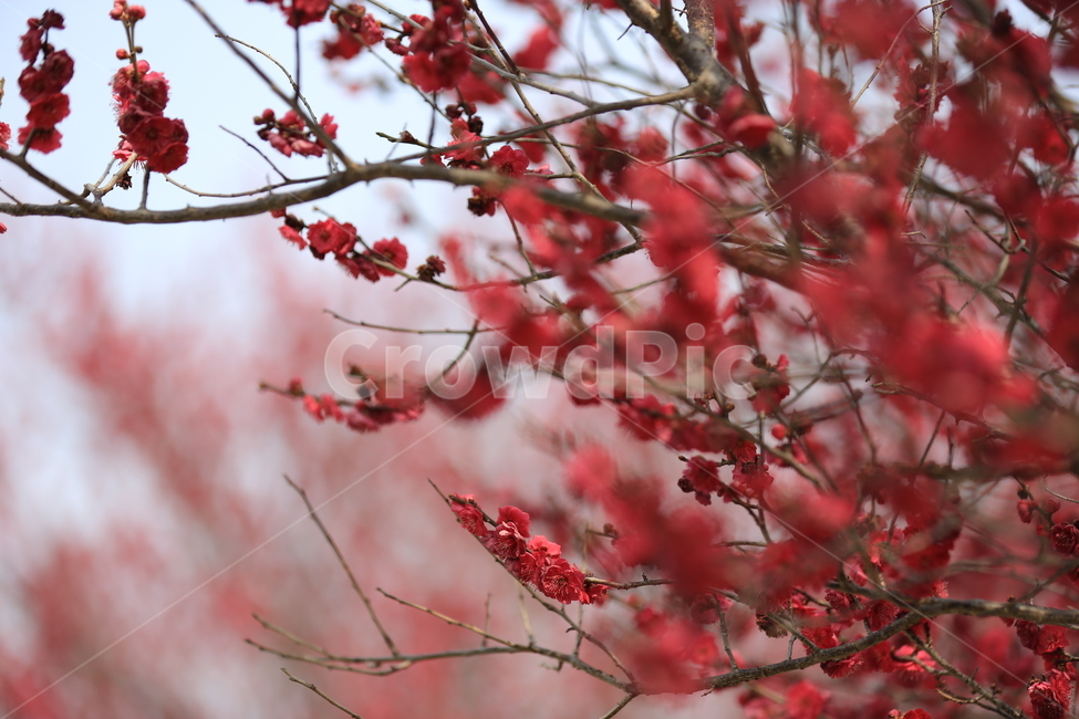 꽃,매화,식물,자연,홍매화,봄,봄,계절,spring,season,식물,자연,plants,nature,꽃,flower,plant,leaf,잎,tree,나무