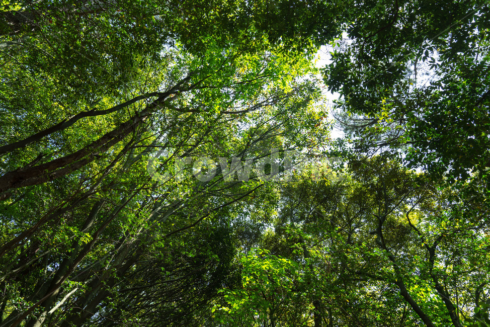 숲,숲길,제주도,제주숲길,forest,wood,leaf,나무,나뭇잎,tree,green,jeju,landscape,삼림,삼림욕,nature,네이처