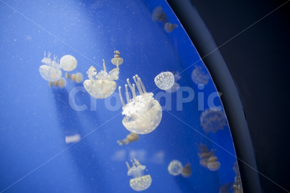 수족관,말미잘,수중생물,해파리,해파리들,동물,animal