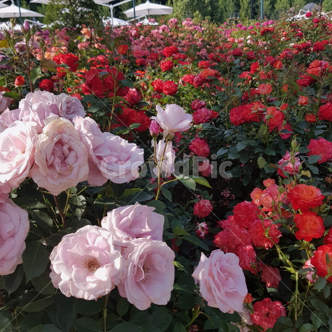장미,붉은장미,핑크장미,가시,장미밭,식물,자연,plants,nature,꽃,flower