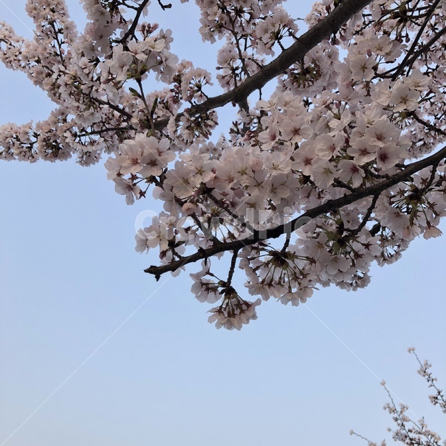 봄,꽃,봄풍경,벚꽃,벚꽃사진,풍경사진,하늘,감성사진,봄,계절,spring,season,식물,자연,plants,nature,꽃,flower,plant,blossom