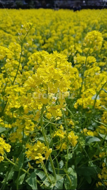 꽃,유채,제주,노랑,꽃밭,여행,감성,봄,계절,spring,season,식물,자연,plants,nature,꽃,flower