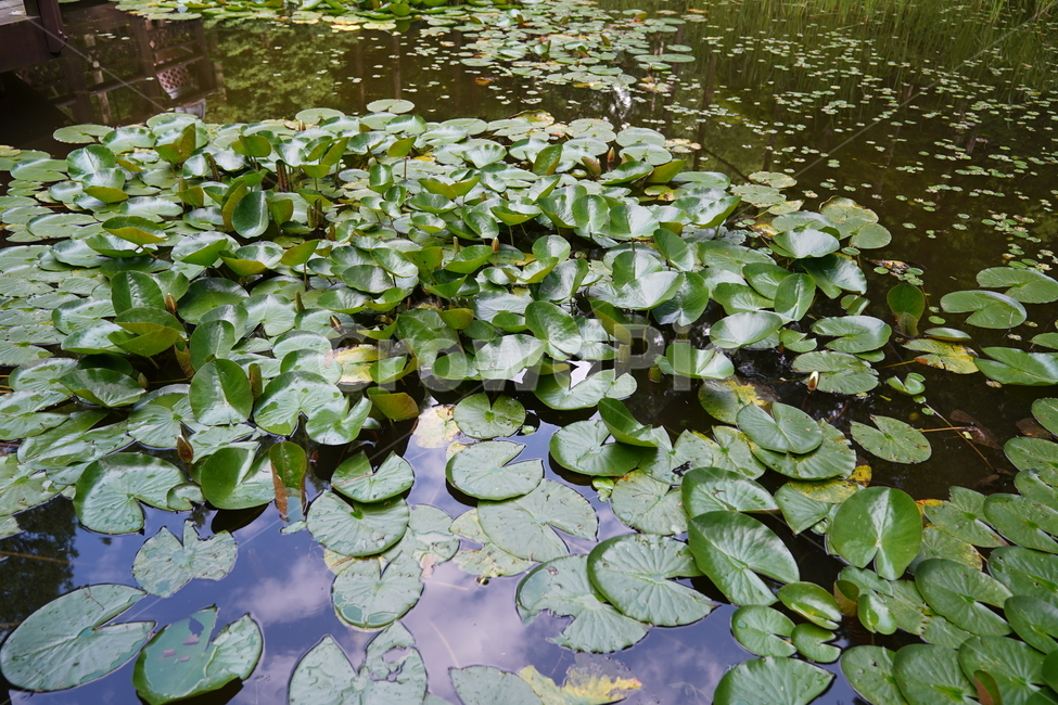 water,물,nature,자연,식물,연꽃,식물,자연,plants,nature