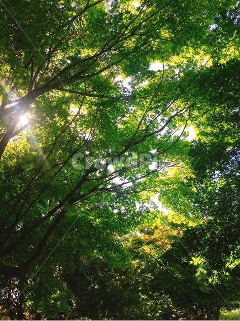 초록,green,화창,자연,계절,맑은날