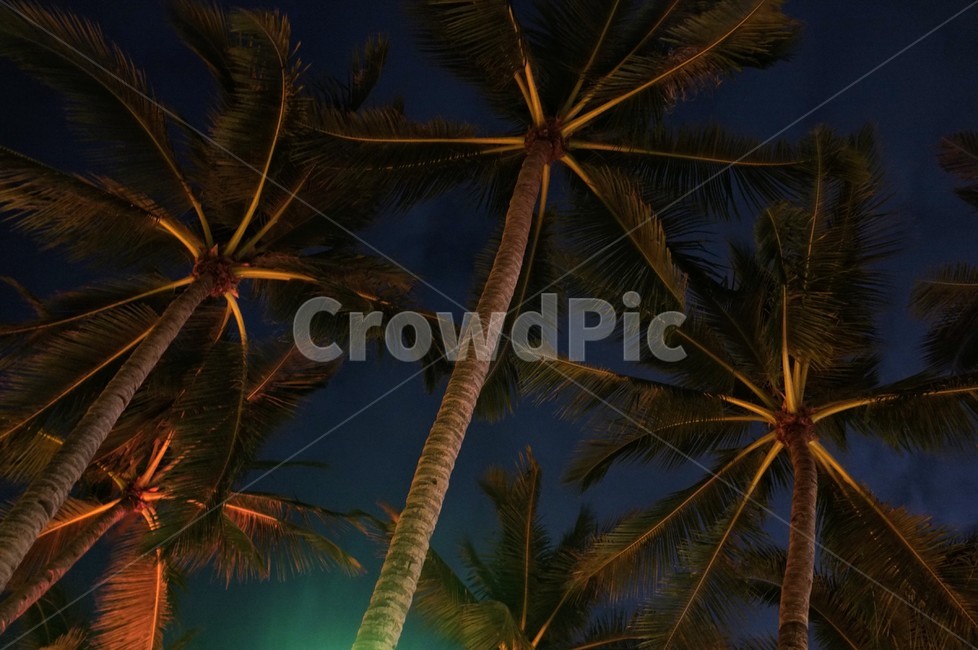 야자수,필리핀,보라카이,야경,해변,boracay,나무,trees,wood