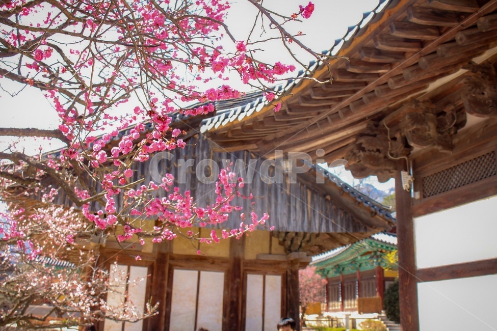flowers,봄,꽃,풍경,scenery,봄,계절,spring,season,한국전통,한국문화,korean traditional,korean culture,식물,자연,plants,nature,꽃,flower,건축물,건물외관,exterior,building,structure,architecture,construction