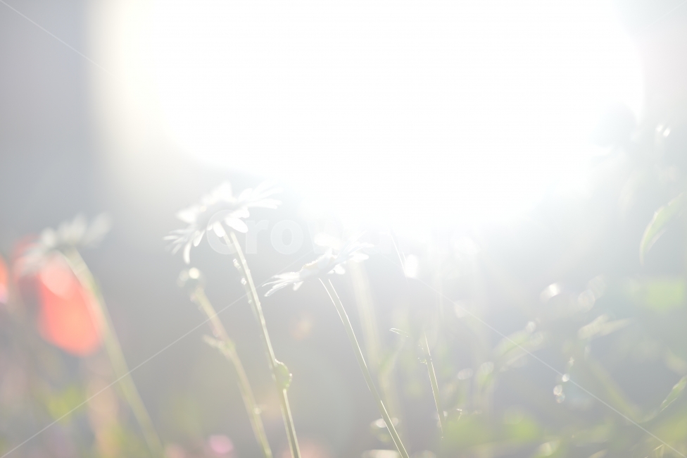 햇살,꽃,역광,light,코스모스,sun,suuny,sunshine,식물,자연,plants,nature,꽃,flower,휴식,힐링,rest,relaxation,healing