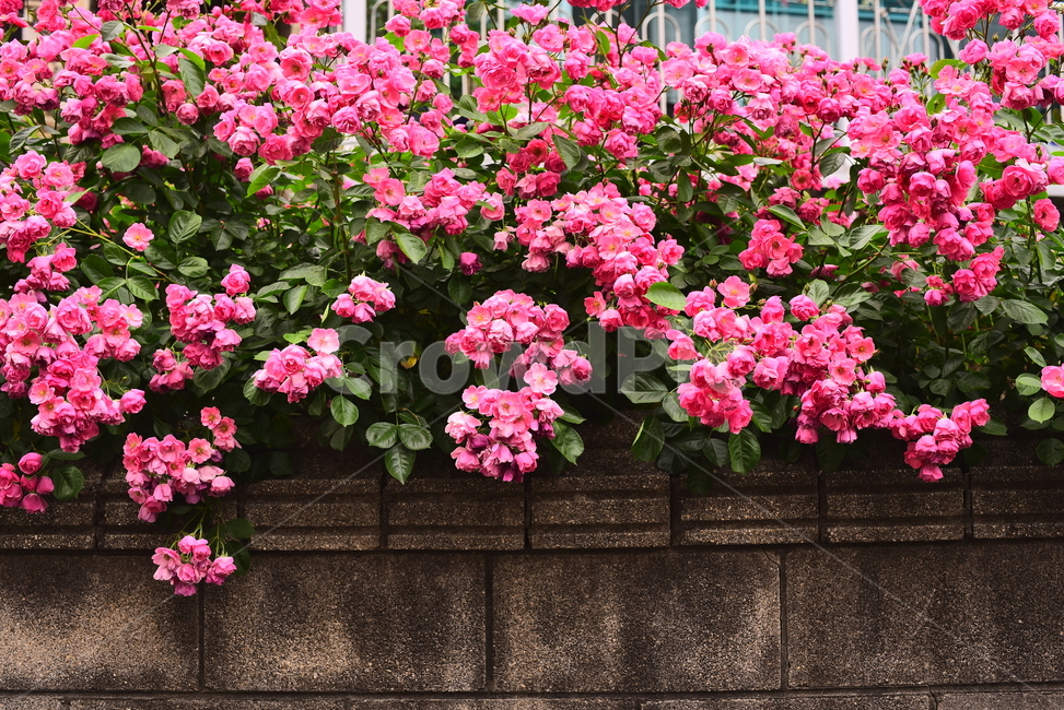 장미,5월,분홍장미,분홍색꽃,핑크색,담장,울타리,계절,시즌,꽃,rose,house,넝쿨장미,배경,바탕,백그라운드,background