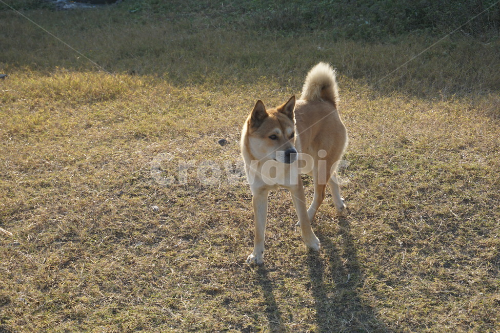 개,동물,포유류,pet,dog,동물,animal,포유류,mammal,개,강아지,dog,doggy