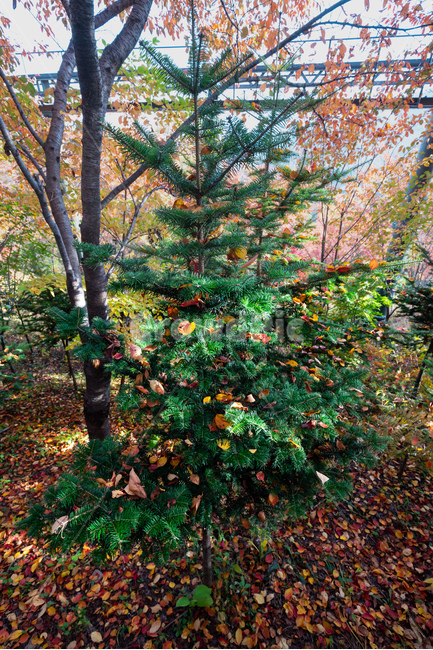 나무,식물,자연,초록색,landscape,배경화면,가을,계절,fall,autumn,season,식물,자연,plants,nature,나무,trees,wood,tree,plant,leaf,잎