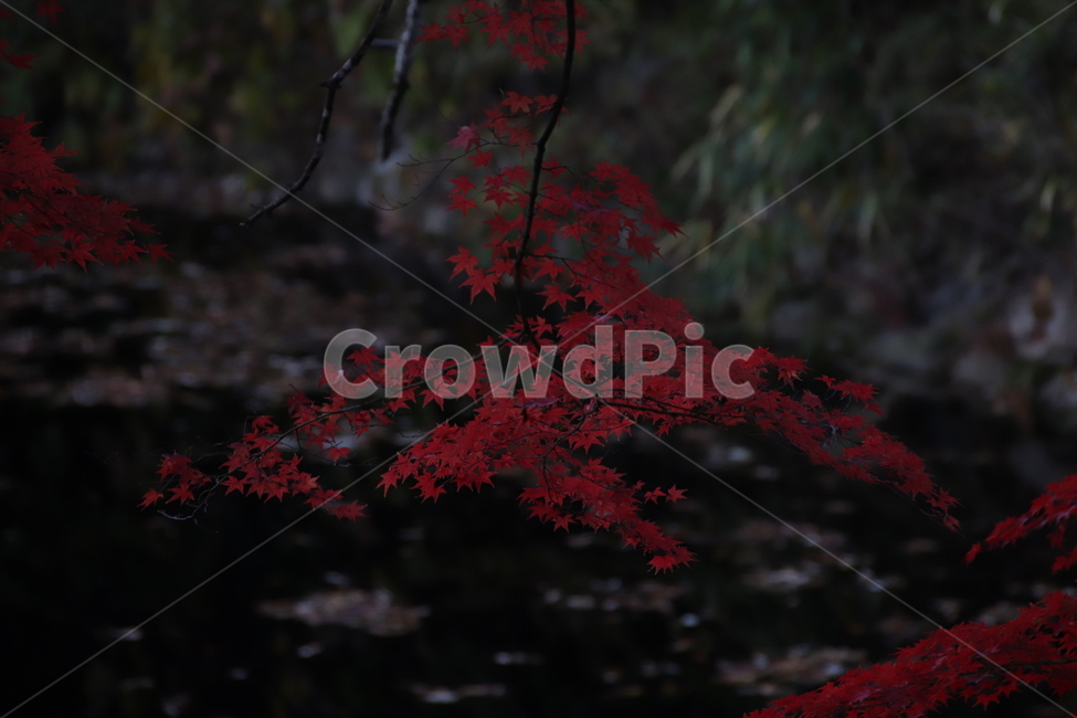 단풍,가을,자연,풍경,저녁,가을,계절,fall,autumn,season,식물,자연,plants,nature,leaf,잎,plant,tree,나무
