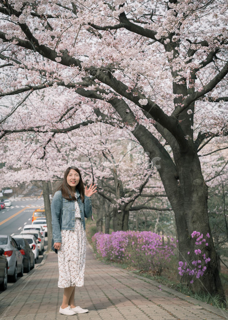 여자,벚꽃,flower,girl,woman,cheeryblossom,portrait,봄,계절,spring,season,사람,인물,인간,human,person,여성,여자,woman,female,lady,plant,식물,sleeve,소매,long sleeve,긴팔,꽃,blossom