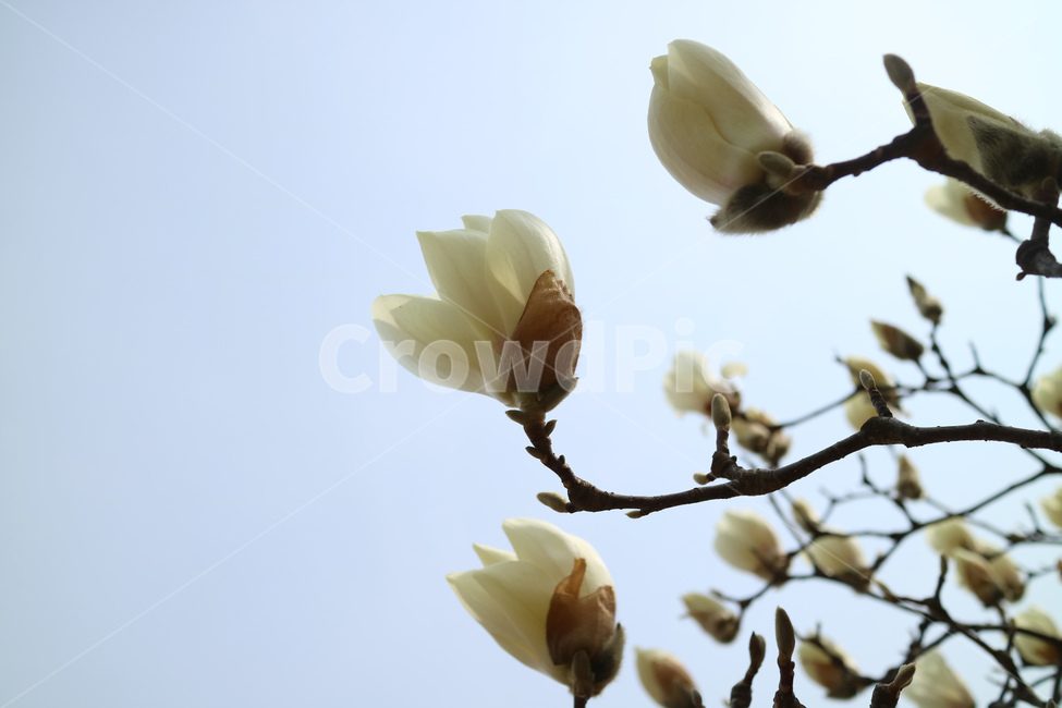 목련,꽃,봄꽃,자연,식물,꽃송이,꽃봉오리,흰색,흰꽃,하얀꽃,백목련,나무,나뭇가지,계절,아름다움,봄,계절,spring,season,식물,자연,plants,nature,꽃,flower,plant,blossom,petal,꽃잎