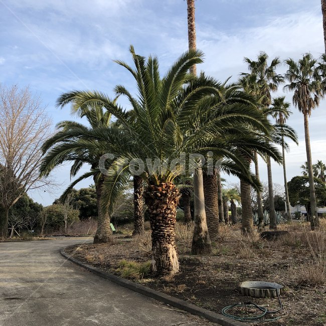 tree,나무,plant,식물,야자수