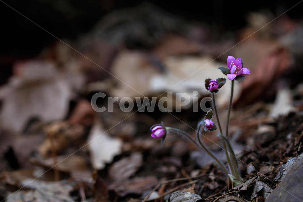 fancy,screen,cotton,down,spring,spring flowers,beautiful,background color,brown,Korean flower,our country,repot,background,plant,hepatica,autumn,Growing flower pots,splendor,pink,colony,spring theme,physiognomy,flowers blooming in spring,petal,fallen leav