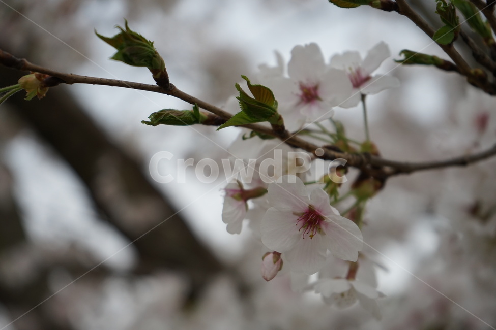 꽃,나무,벚꽃,봄,거리,꽃나무,spring,season,식물,자연,plants,nature,flower,계절,벚나무,사쿠라,봄,계절,spring,season,plant,blossom