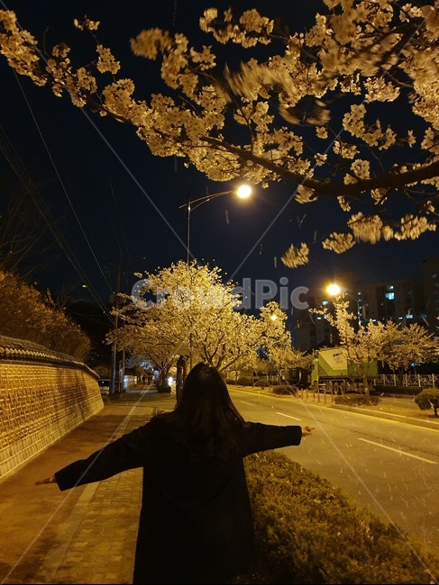 여자,뒷모습,봄,벗꽃,벗꽃엔딩