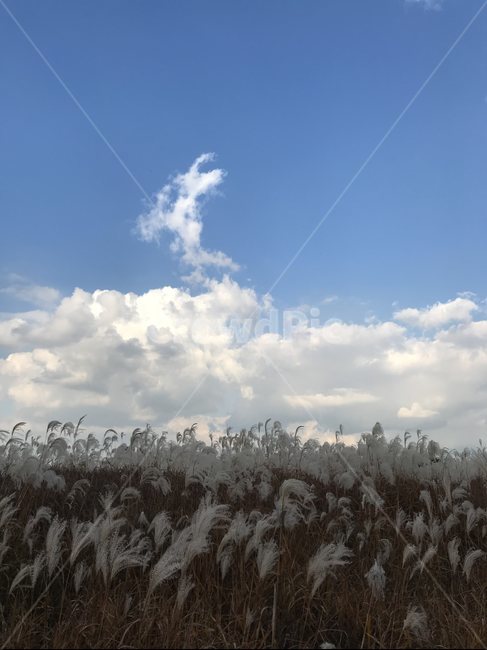 갈대,억새,가을,억새풀,갈대밭,fall,autumn,억새밭,순천,순천만,순천만정원,순천만국가정원,정원,국가정원,하늘,구름,풍경,자연,nature,가을,계절,fall,autumn,season,grass,잔디,plant,식물,outdoors,옥외