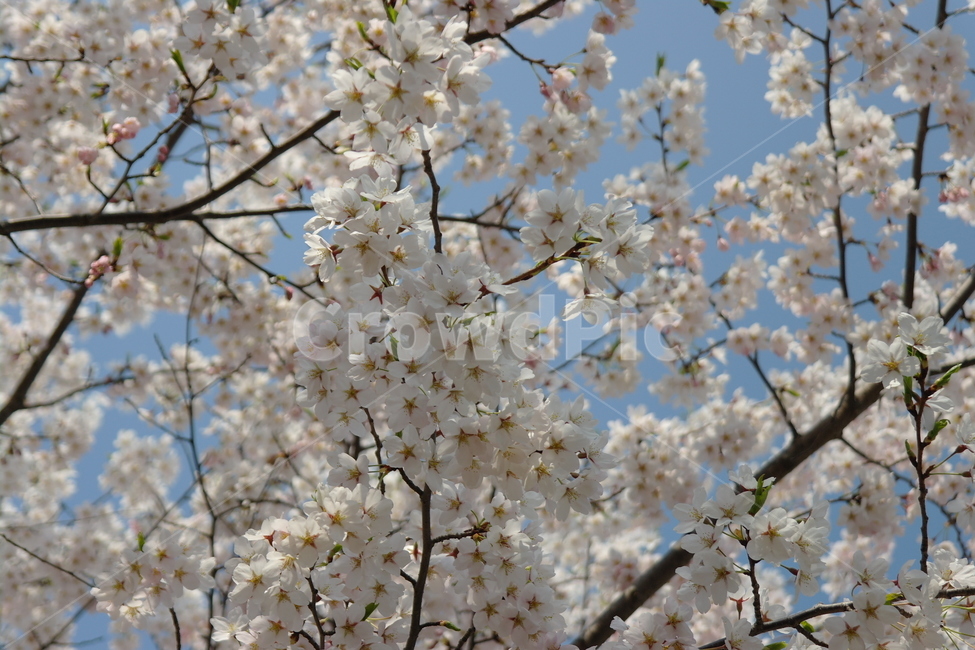 봄,자연,꽃,벚꽃,cherryblossoms