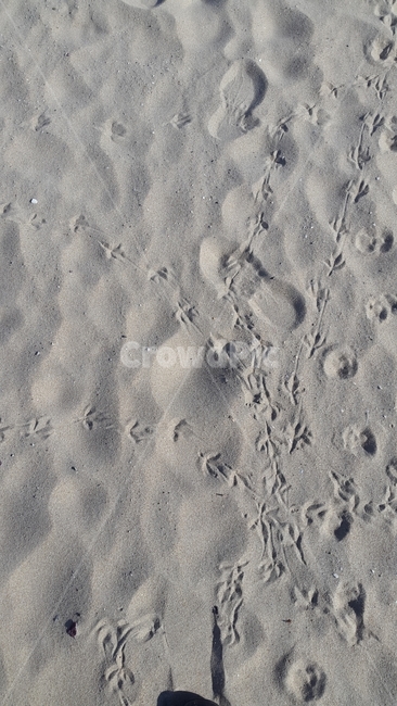 해수욕장,바닷가,백사장,모래,회색,패턴,자연,해변,바다,beach,sea,텍스처,질감,패턴,texture,pattern