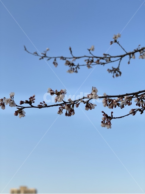 plant,식물,blossom,꽃,flower