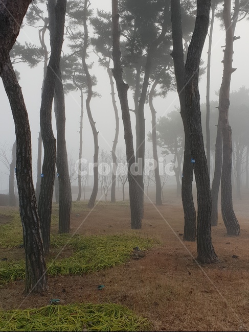 풍경,소나무숲,안개,겨울,나무,nature,자연,weather,날씨,outdoors,옥외