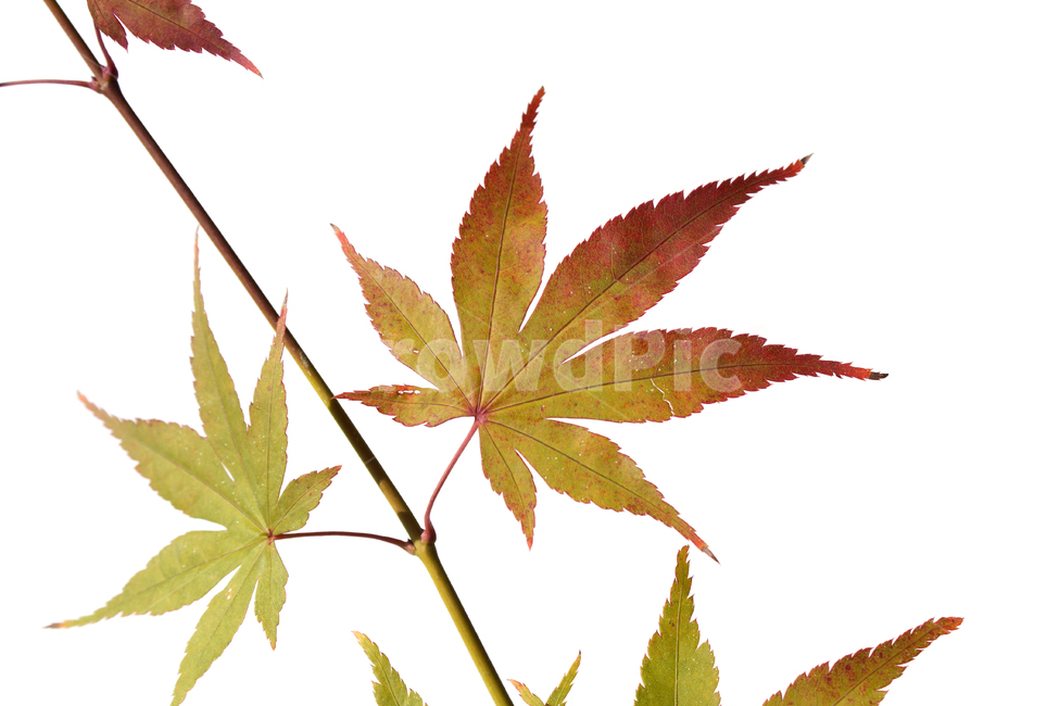 가지,잎사귀,나뭇가지,잎,이파리,단풍,나뭇잎,흰배경,줄기,자연,식물,단풍잎,녹색,그린,주황색,컬러풀,가을,빨강,레드,빨간색,가을,계절,fall,autumn,season