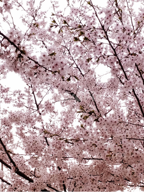 벚나무,벚꽃,벗꽃,봄풍경,핑크,봄,봄꽃