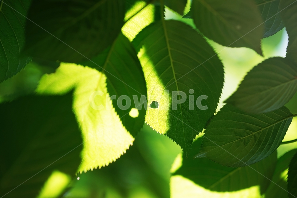 나뭇잎,벚나뭇잎,벌레구멍,아침햇살,벚나무잎,식물,자연,plants,nature,휴식,힐링,rest,relaxation,healing