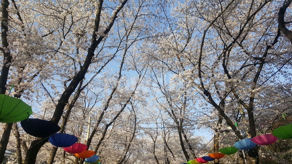 벛꽃,봄,축제,풍경,우산,자연,풍경,nature,landscape