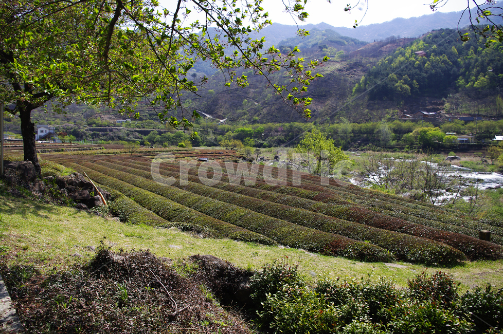 하동,녹차밭,나무,식물,plant,봄,spring,초록,자연,풍경,nature,landscape,outdoors,옥외,rural,농촌,farm,농장