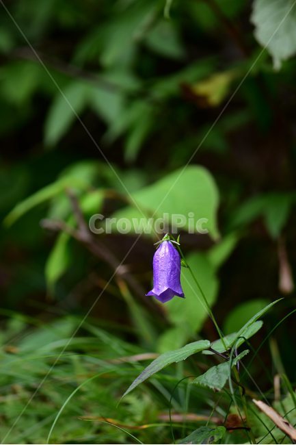 금강초롱꽃,야생화,식물,자연,꽃,생태,힐링,플라워,wildflower,flower,plants,nature,season,감성,느낌,emotion,feeling,여름,여러해살이풀,초롱꽃과,금강초록꽃속,자주색,식물,자연,plants,nature,꽃,flower