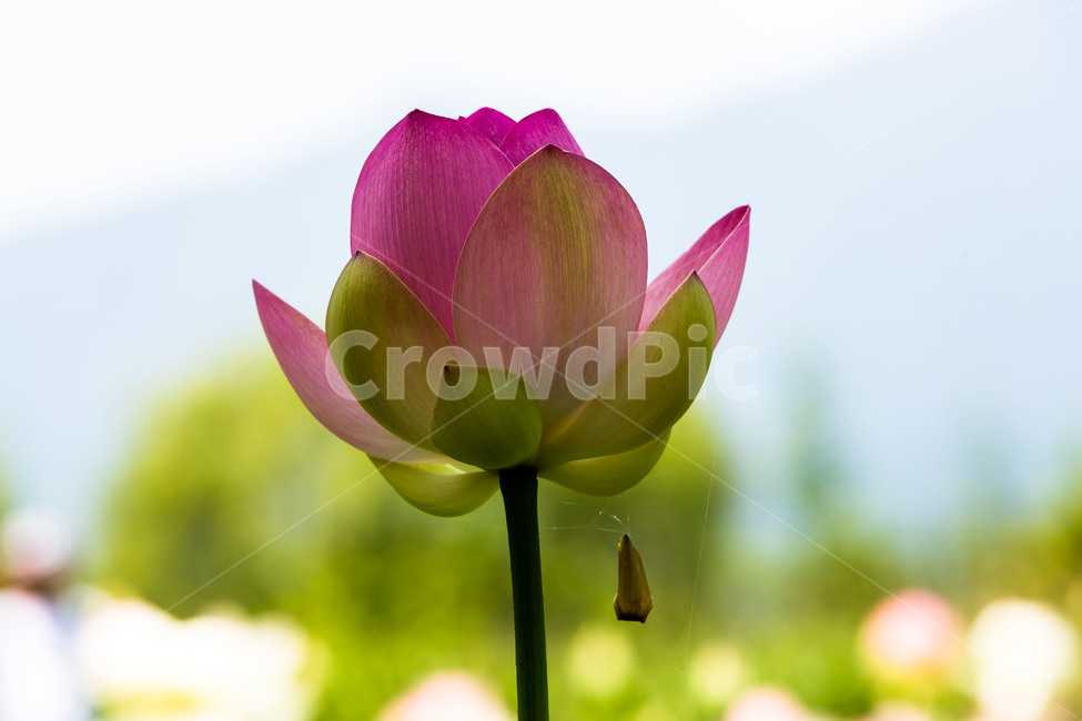 연꽃,꽃잎,문양,무늬,감성,식물,자연,plants,nature,꽃,flower