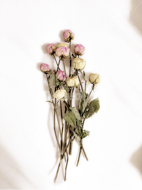 식물,ornament,장식,이케바나,blossom,꽃,식물,자연,plants,nature,꽃,flower