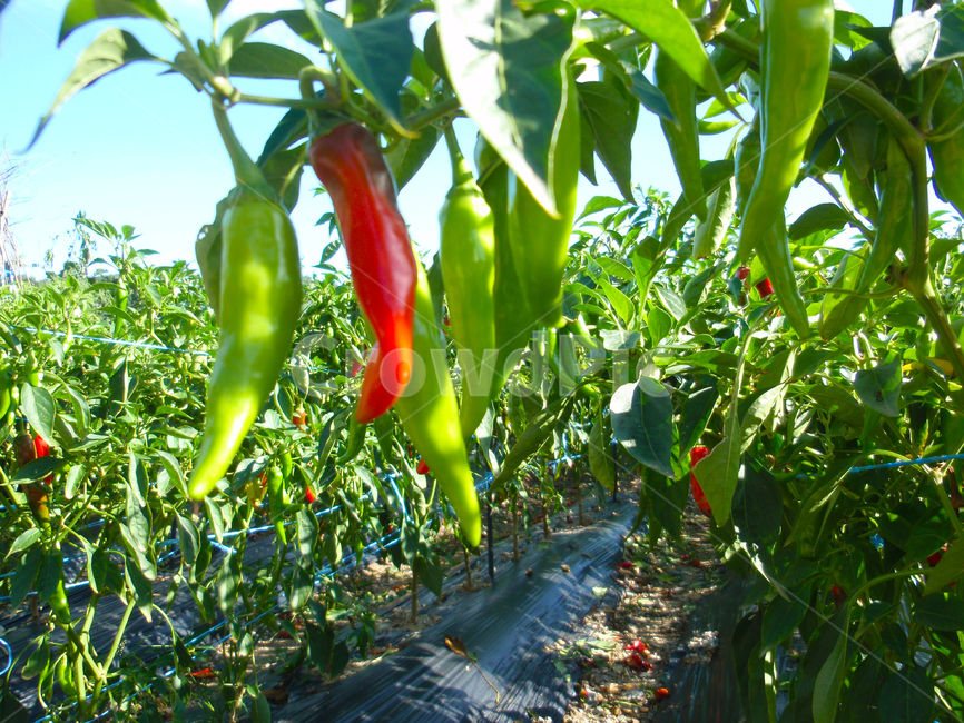 고추,고추밭,빨간색,작물,풋고추,페퍼,핫페퍼,plant,fresh,신선한,식물,요리재료,자연,건강식품,김치재료,김치양념,농업,농사,재료,채소,야채,vegetables,산업,industry,industrial,농업,농사,agriculture,farming,farming industry