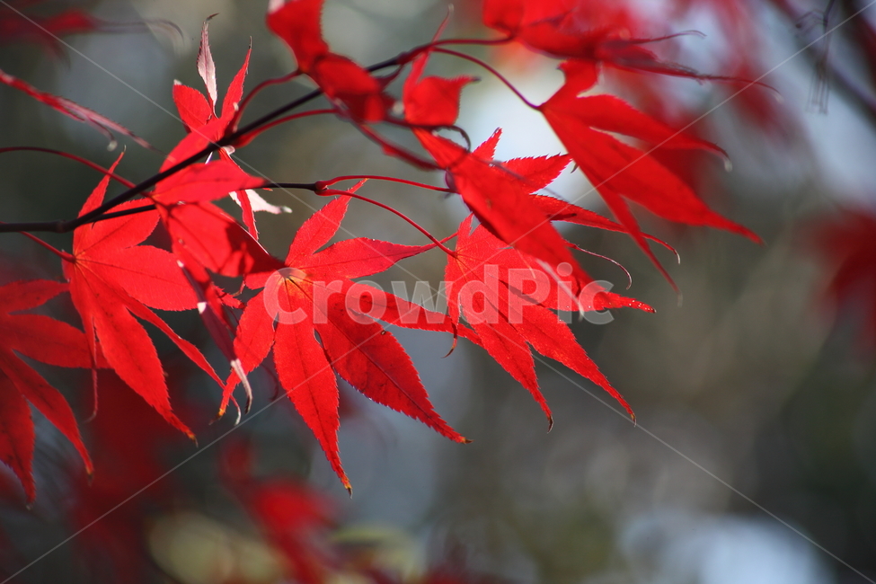 단풍,단풍나무,엽록소,가을,redleaves,가을,계절,fall,autumn,season,식물,자연,plants,nature
