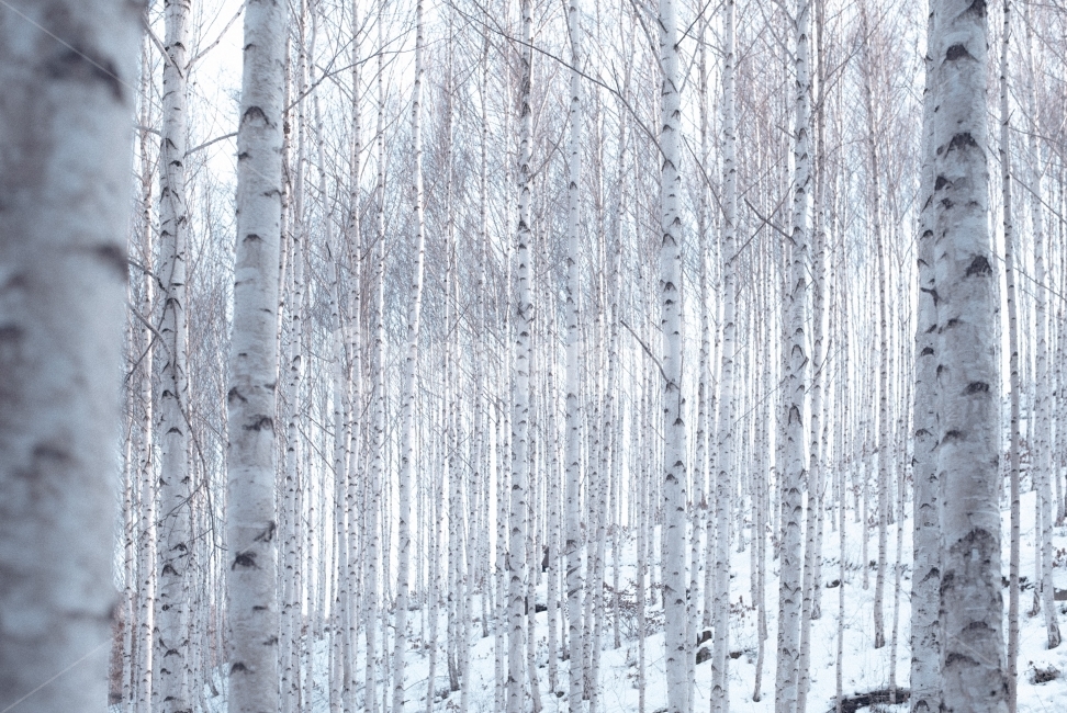 자작나무,자자나무숲,설경,눈풍경,풍경사진,풍경,자연,풍경,nature,landscape,식물,plants,나무,trees,wood,tree,plant,outdoors,옥외,woodland,삼림지,vegetation,초목,land,땅,forest,숲,grove,작은 숲,birch,자작 나무,snow,눈