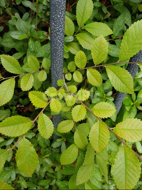 plant,식물,leaf,잎,봄,야외,공원,나무,가지,초록빛,연두빛,초록,연두