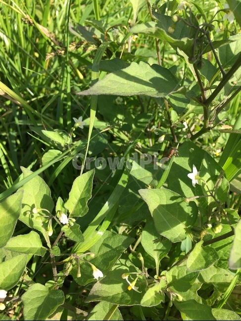 식물,leaf,잎,꽃,풀꽃,자연,들,바람