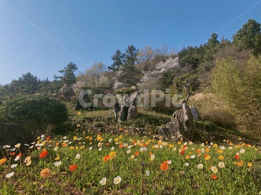 자연,풍경,양귀비,꽃,flower